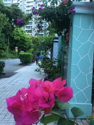 Emerald Hill Road (D9), Terrace #610400901